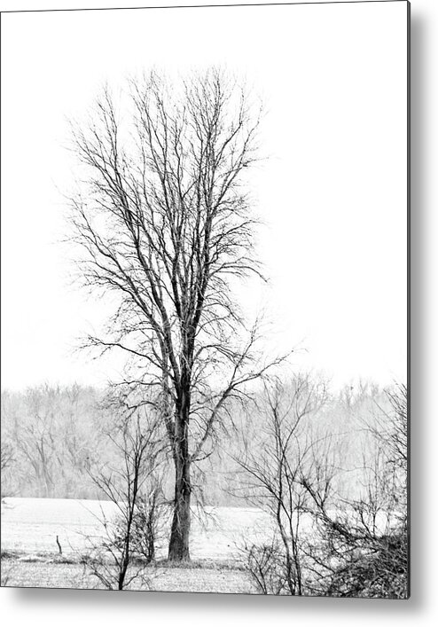 Jay Stockhaus Metal Print featuring the photograph Tree in the Fog by Jay Stockhaus