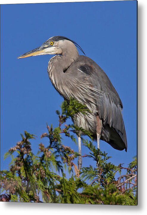  Great Blue Heron Metal Print featuring the photograph Treetopper - Great Blue Heron by Carl Olsen