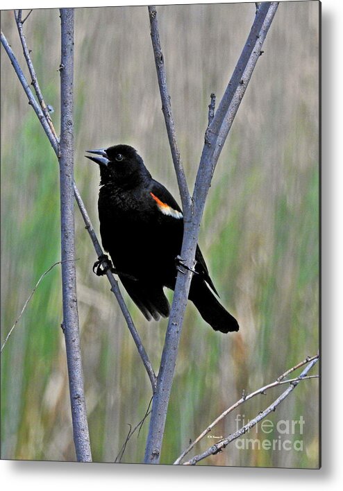 Tricolored Blackbird Metal Print featuring the photograph Tricolored Blackbird by Kathy M Krause