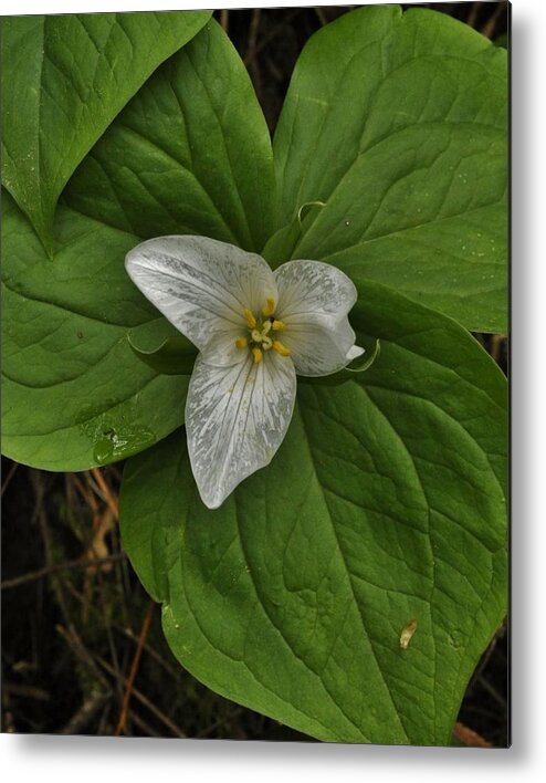 Wild Flowers Metal Print featuring the photograph Trillium After the Rain by Charles Lucas