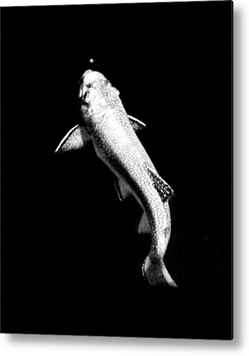 Aquatic Metal Print featuring the photograph Trout Rising by Kevin Munro