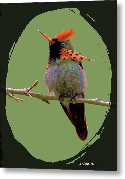 Tufted Coquette Metal Print featuring the digital art Tufted Coquette Hummingbird by Larry Linton