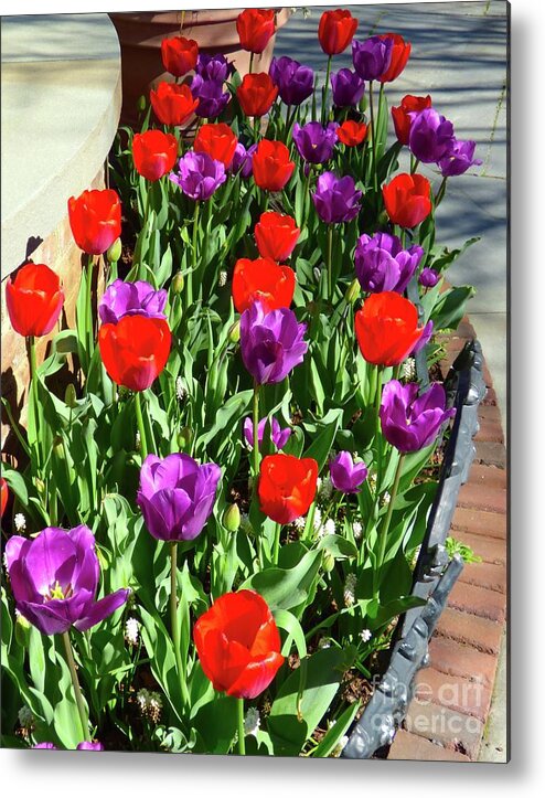 Tulip Metal Print featuring the photograph Tulips by Jean Wright