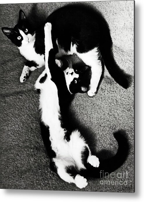 Cats Of The 	Uxedo Coat Variety .young And Ready To Find New Homes .black And White . Metal Print featuring the photograph Tuxedo Syblings by Priscilla Batzell Expressionist Art Studio Gallery