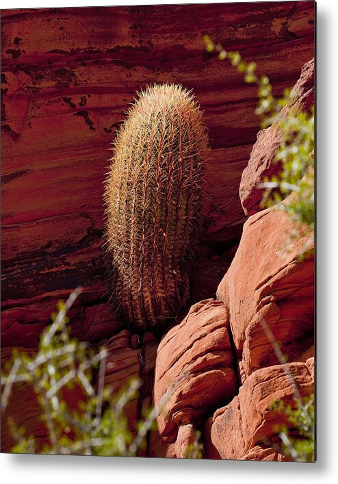 Barrel Cactus Metal Print featuring the photograph Unusual Locale by Kelley King