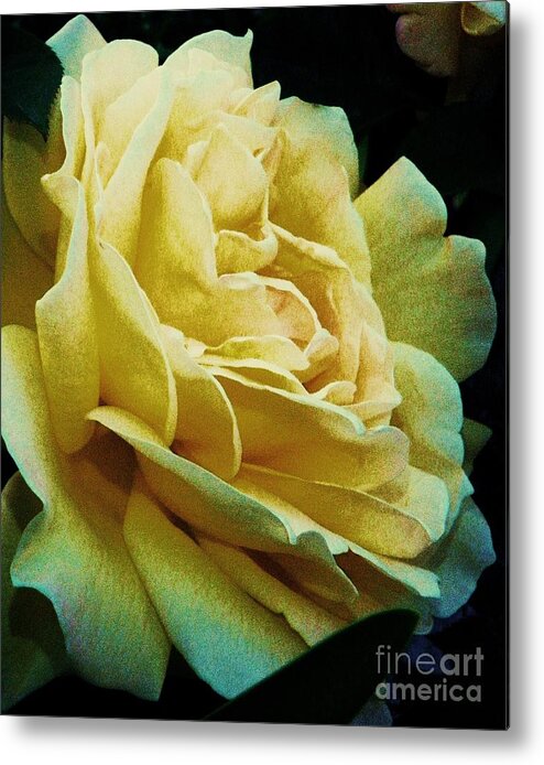 Rose Metal Print featuring the photograph Victoria by Daniele Smith