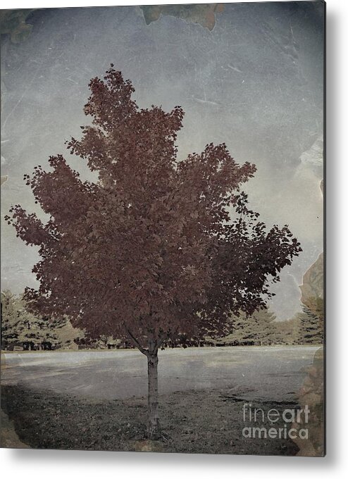  Illinois Foliage Metal Print featuring the photograph Vintage Autumn Moment by Luther Fine Art