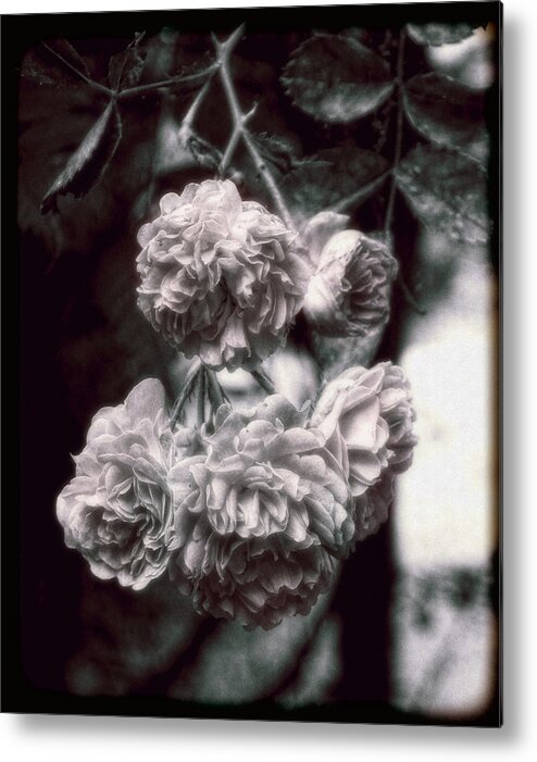 Roses Metal Print featuring the photograph Vintage Roses by Louise Kumpf