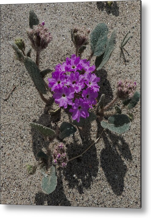 Violet Metal Print featuring the photograph Violets In The Sand by Jeremy McKay