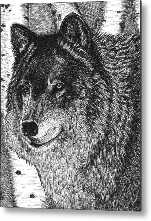 Wolf Metal Print featuring the drawing Watching by Diane Sleger