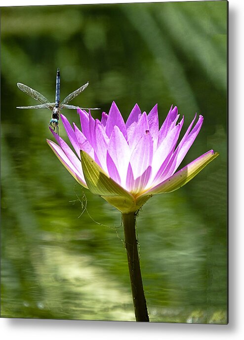 Water Lily Metal Print featuring the photograph Water Lily with Dragon Fly by Bill Barber