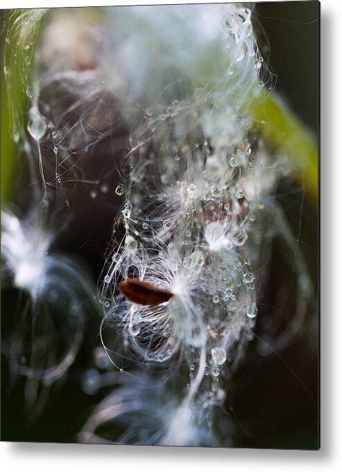 Droplets Metal Print featuring the photograph Wet Seed by Dart Humeston