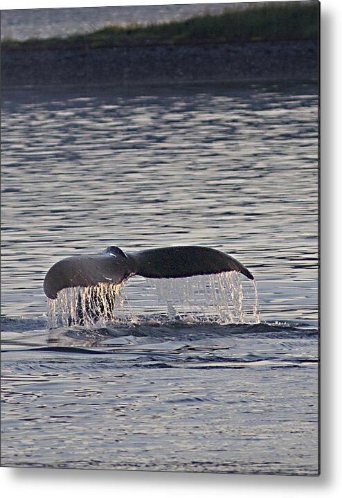 Whale Metal Print featuring the photograph Whale in Alaska by Don Wolf