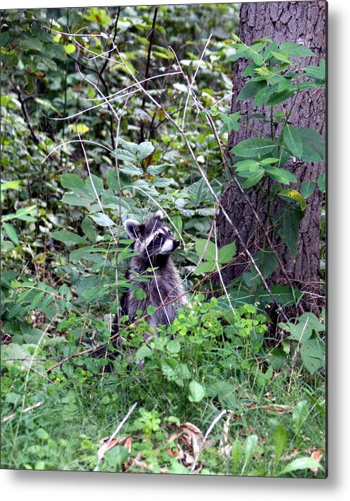 Racoon Metal Print featuring the photograph Whats Up by George Jones