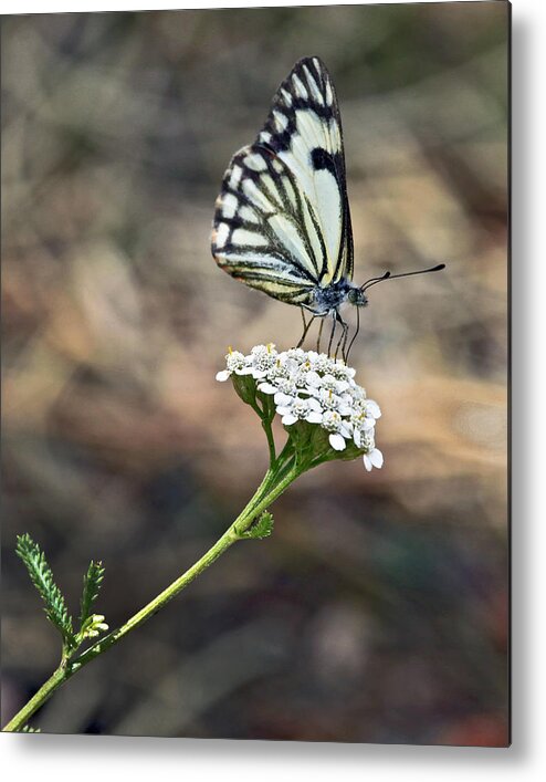 Nature Metal Print featuring the photograph White on White by James Steele