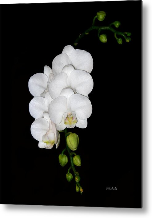White Metal Print featuring the photograph White Orchids on Black by Michele A Loftus