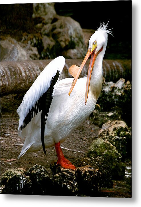 Pelican Metal Print featuring the photograph White Pelican by Donna Proctor