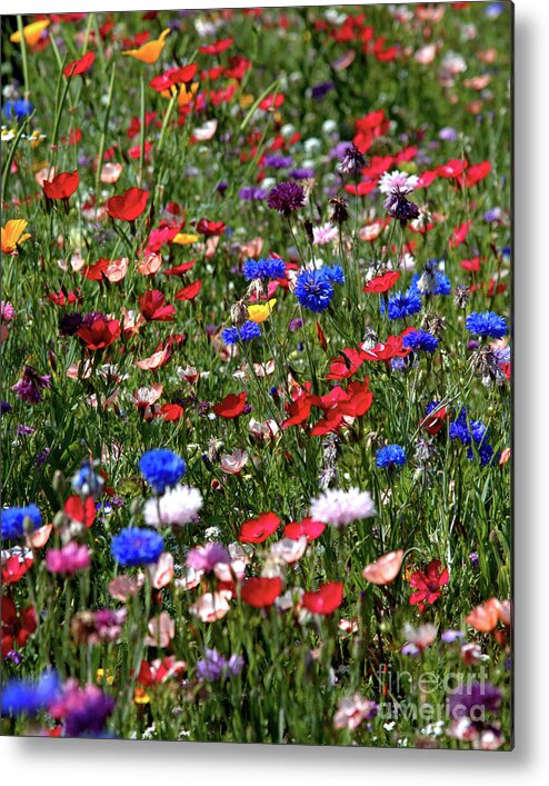 Flowers Metal Print featuring the photograph Wild Flower Meadow 2 by Baggieoldboy