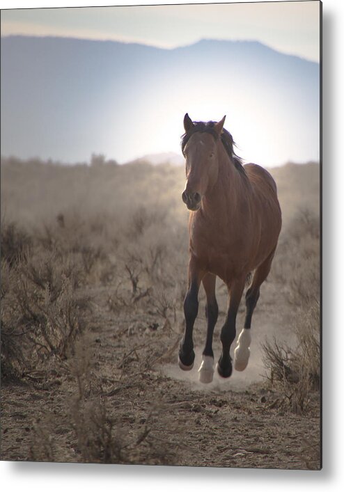 Horses Metal Print featuring the photograph Wild Mustang Stallion Running by Waterdancer 