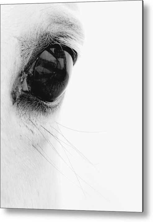 Animal Metal Print featuring the photograph Window to the Soul by Ron McGinnis
