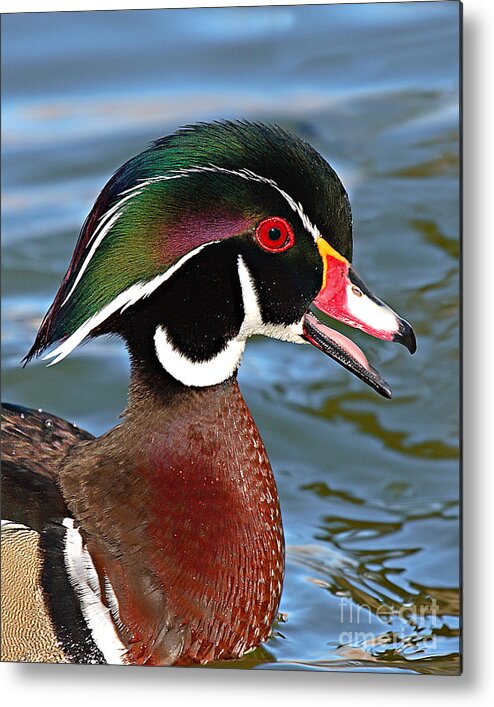 Wood Duck Metal Print featuring the photograph Wood Duck Drake Calling In Spring Courtship by Max Allen