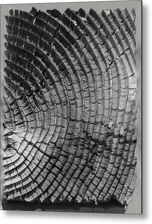 Wooden Log Metal Print featuring the photograph Wooden Log by Viktor Savchenko