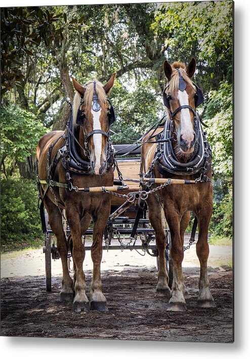 Draft Horse Metal Print featuring the photograph Working Team by Alan Raasch