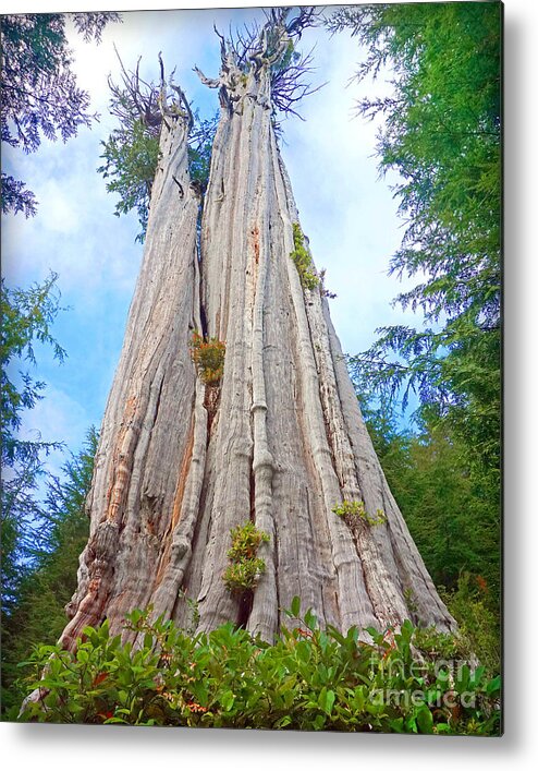 Duncan Cedar Metal Print featuring the photograph Worlds Largest Red Cedar by Martin Konopacki