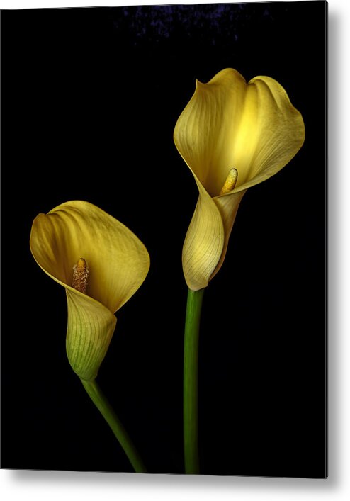 Yellow Callas Metal Print featuring the photograph Yellow Callas by Wes and Dotty Weber