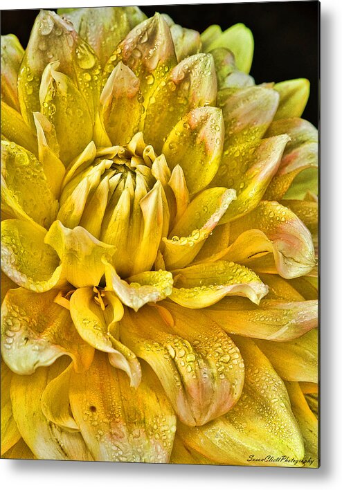 Nature Metal Print featuring the photograph Yellow Dahlia by Susan Cliett