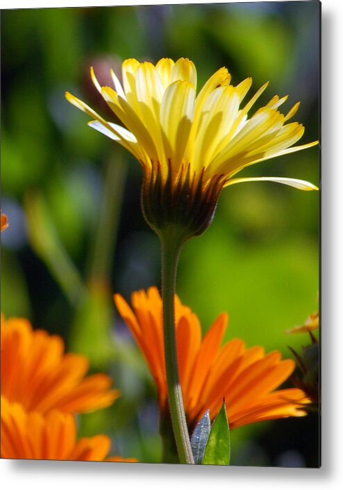 Daisy Metal Print featuring the photograph Yellow Daisy by Amy Fose