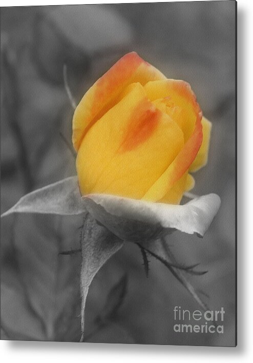 Rose Metal Print featuring the photograph Yellow Rosebud Partial Color by Smilin Eyes Treasures