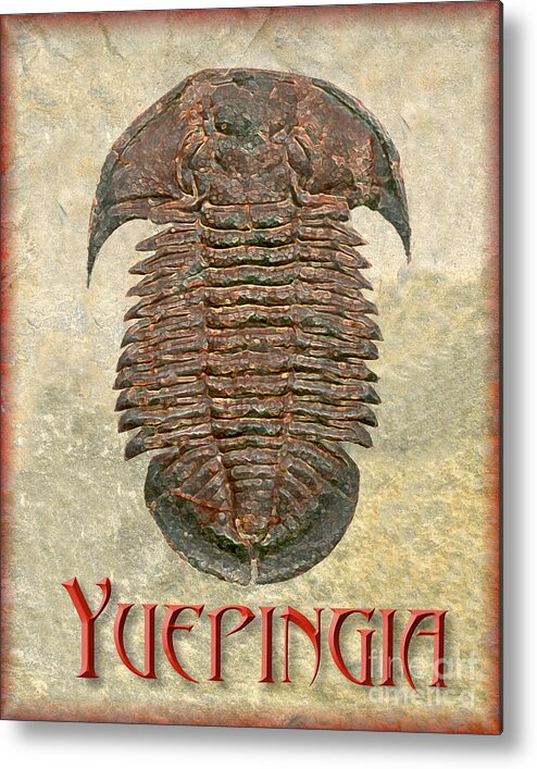 Trilobite Fossil Ancient Colorful Exotic Paleontology Marine Prehistoric Unique Cool Awesome Yuepingia Metal Print featuring the photograph Yuepingia Fossil Trilobite by Melissa A Benson