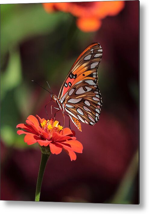 Zinnia Metal Print featuring the photograph Zinnia with Butterfly 2668 by John Moyer