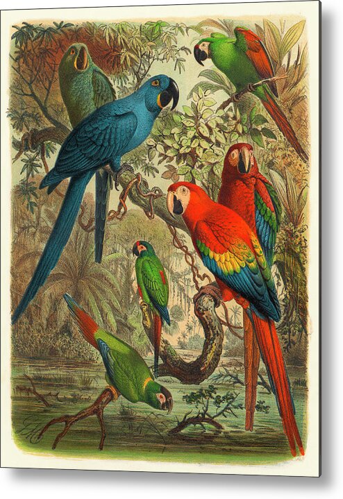 Birds Metal Print featuring the painting Cassel Tropical Birds IIi #1 by Cassell