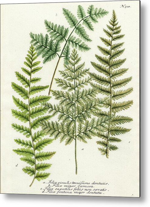 Fern Metal Print featuring the painting Fern Gathering I #1 by Weinmann