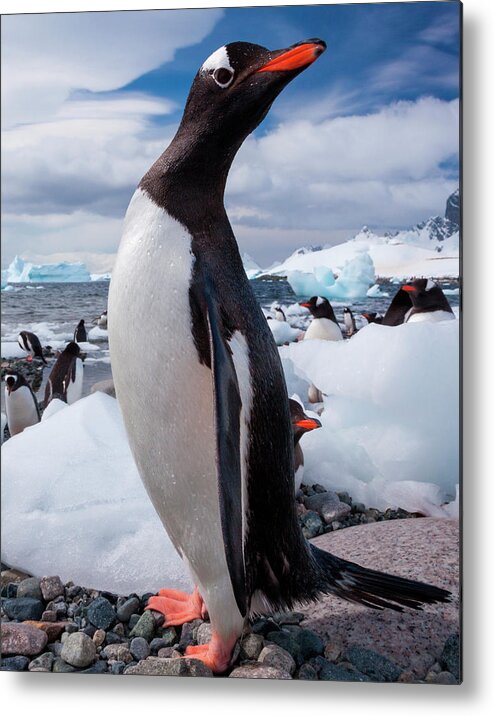 Vertebrate Metal Print featuring the photograph Gentoo Penguins, Antarctica #1 by Mint Images/ Art Wolfe