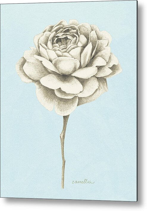 Botanical & Floral Metal Print featuring the painting Graphite Botanical Study I #1 by Grace Popp