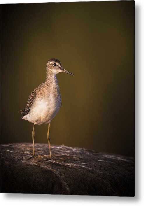 Wood Sandpiper Metal Print featuring the photograph Wood Sandpiper On Migration #1 by Magnus Renmyr