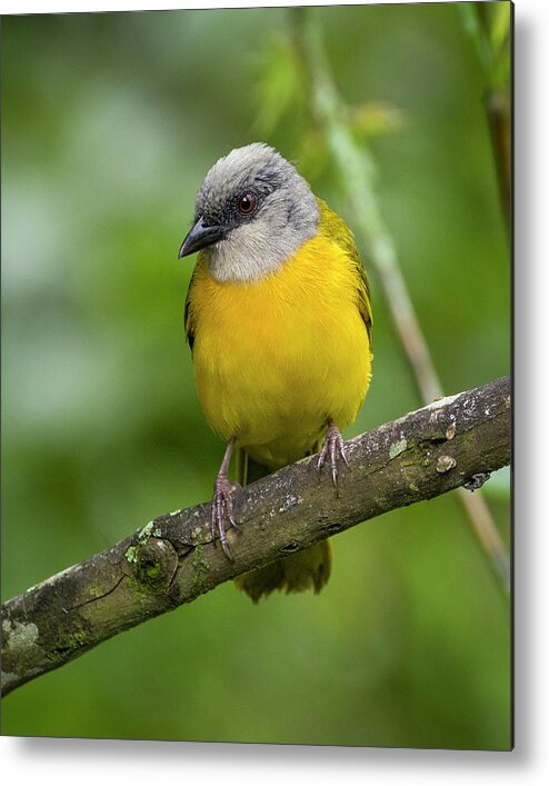 Colombia Metal Print featuring the photograph Grey-Headed Tanager Entreaguas Ibague Tolima Colombia #2 by Adam Rainoff