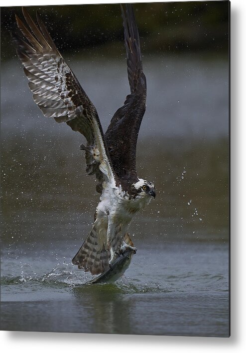 Flight Metal Print featuring the photograph Ospreys Catch Fish #2 by Johnny Chen