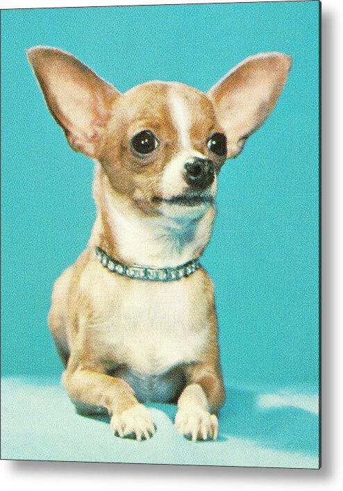 Animal Metal Print featuring the drawing Small Dog #2 by CSA Images