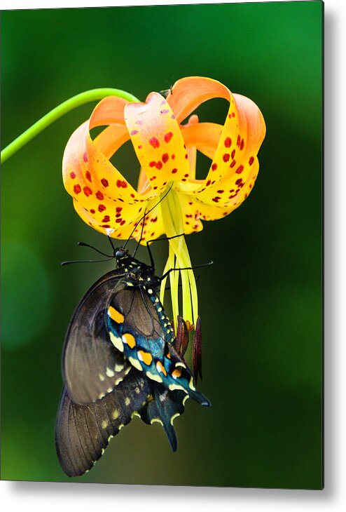 Africa Metal Print featuring the photograph Swallowtail On Turks Cap #2 by Donald Brown