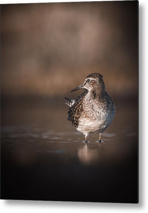 Wood Sandpiper Metal Print featuring the photograph Wood Sandpiper On Migration #2 by Magnus Renmyr