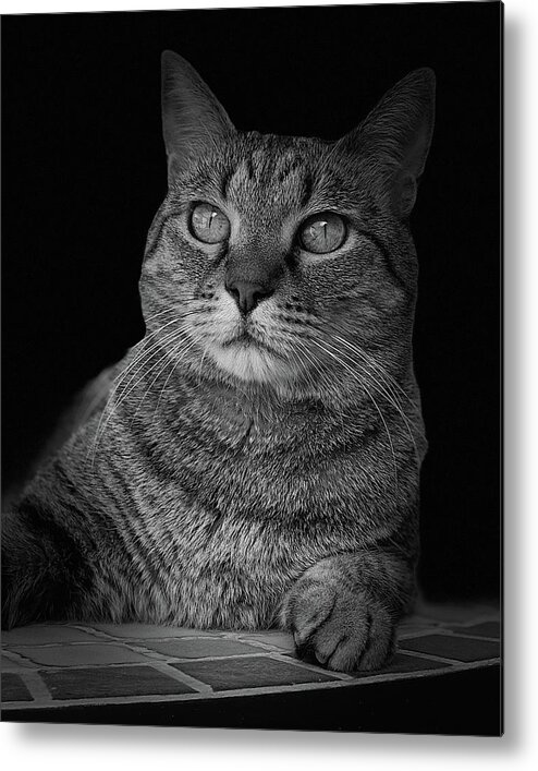 Cat Metal Print featuring the photograph Yuki Cat BW Portrait #2 by David G Paul