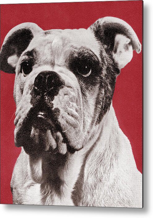 Animal Metal Poster featuring the drawing Bulldog #25 by CSA Images