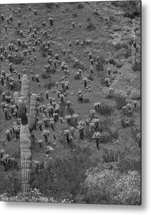 Disk1216 Metal Print featuring the photograph Saguaro Cacti, Arizona #4 by Tim Fitzharris