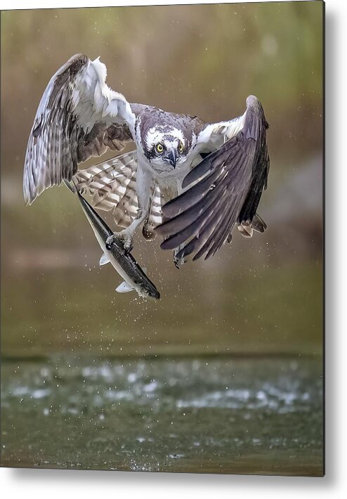 Osprey Metal Print featuring the photograph Osprey #7 by Tao Huang