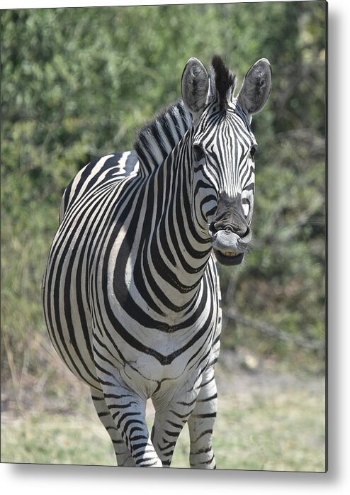 Zebra Metal Print featuring the photograph A Curious Zebra by Ben Foster
