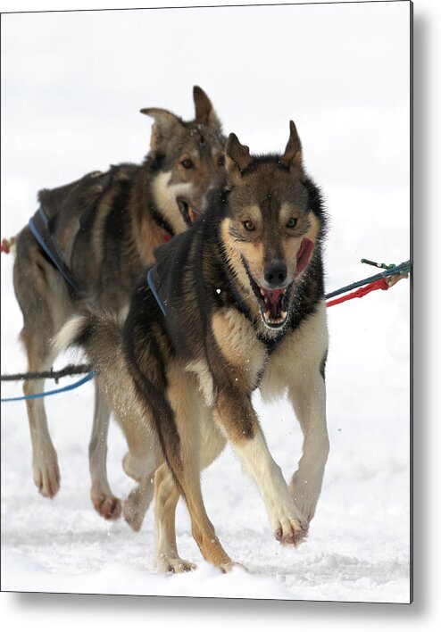 Sled Dog Race Metal Print featuring the photograph A Smile at the Finish by Susan Rissi Tregoning